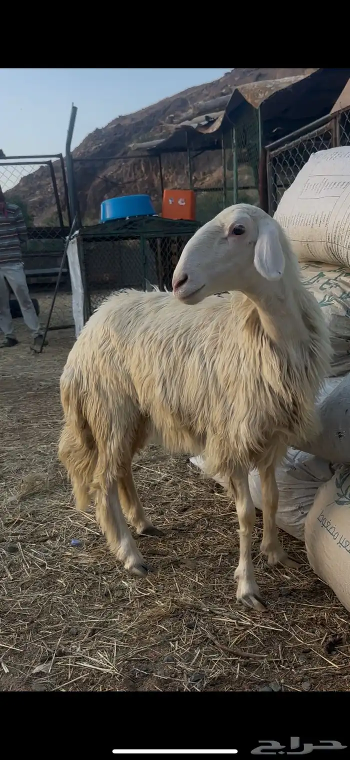 رخل برصا 1