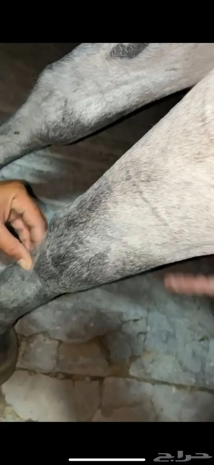 فرس جمال منتجه و تحتها مهرة 21