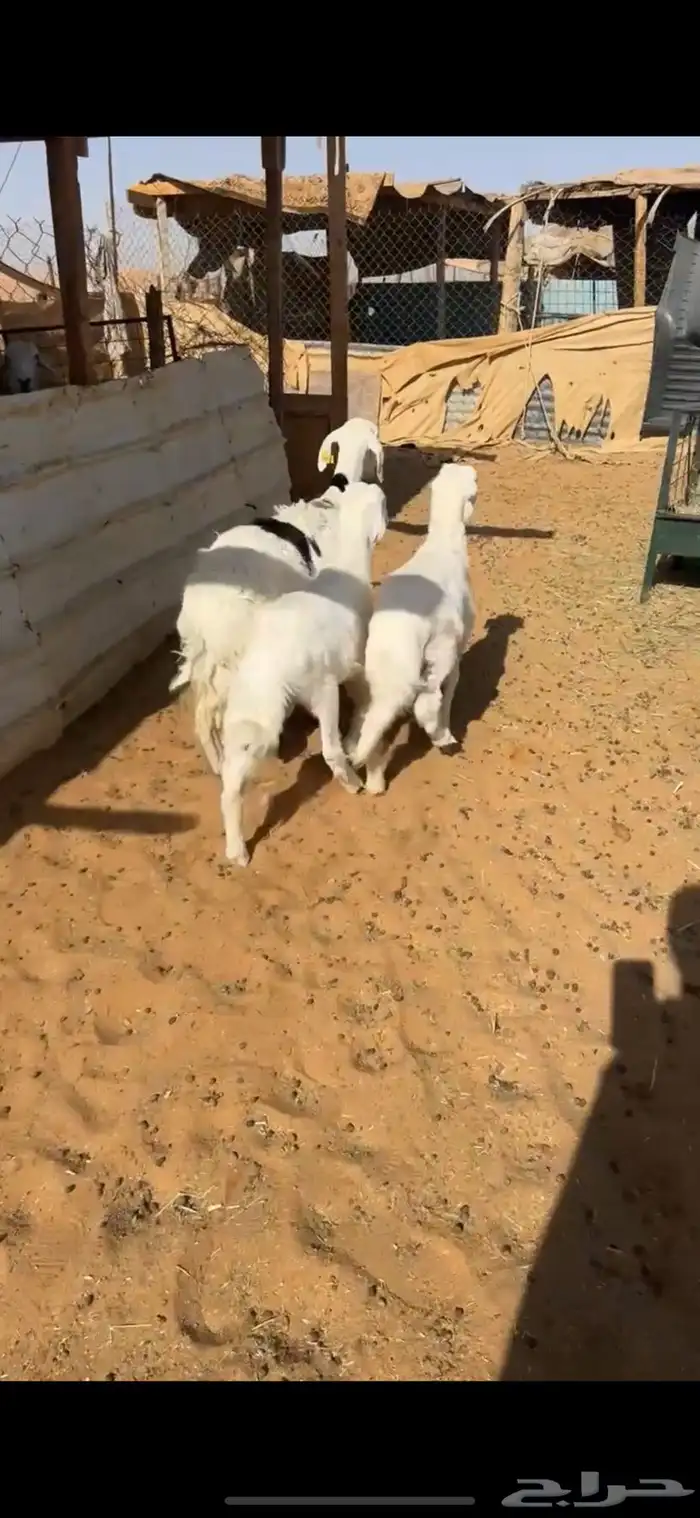 للبيع شاه تحتها 2 0