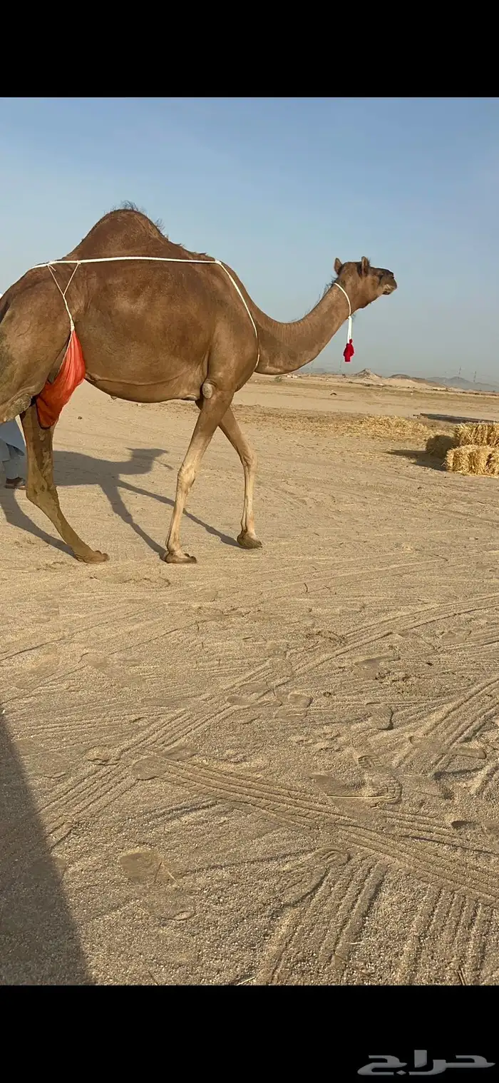 خلفة ساحلية مصغر حمراء 3