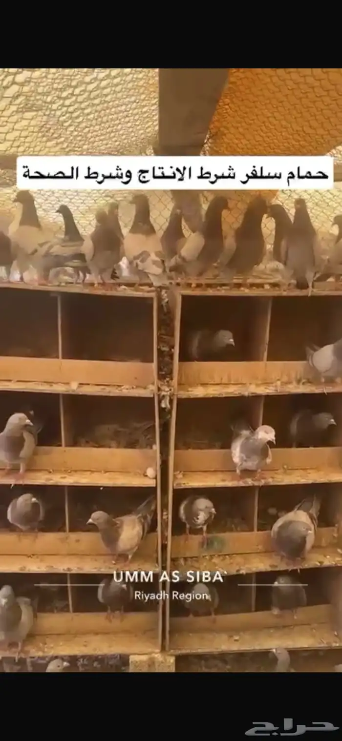 حمام فرنسي لاحم سلفر 5
