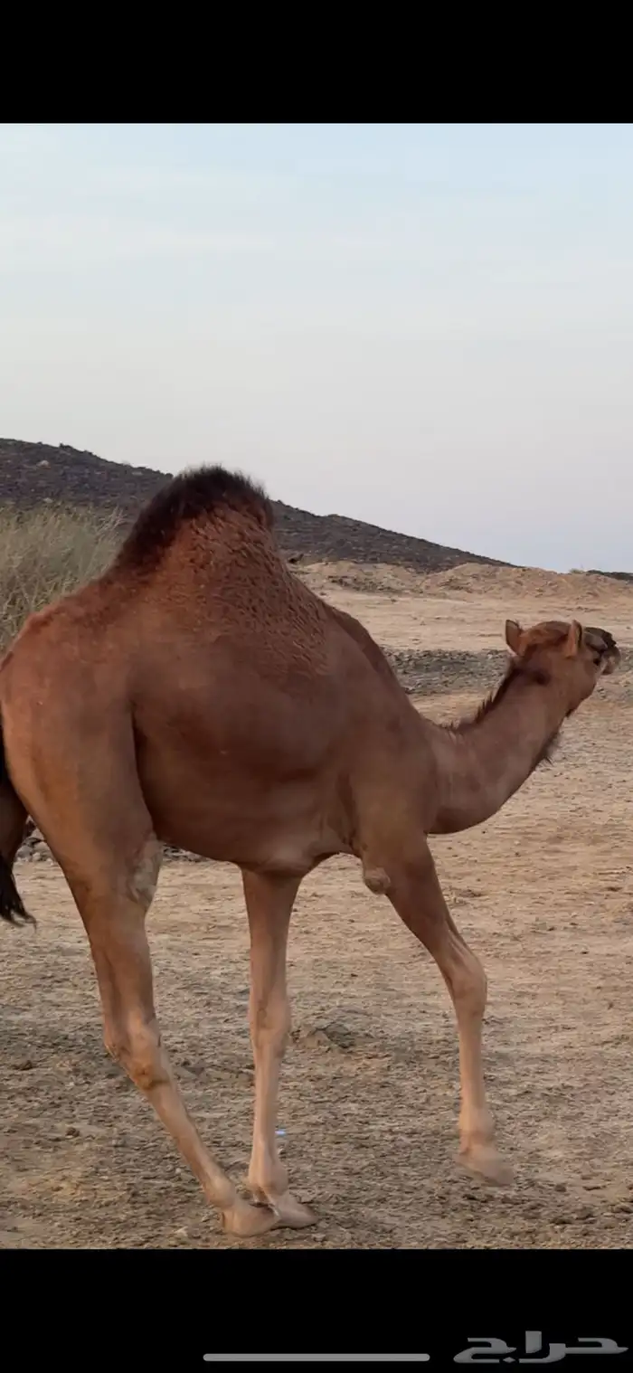 3 بكار سواحل 2