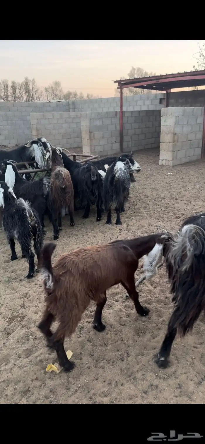 للبيع معزاء عوارض متابيع ودفيع مراح واحد 3