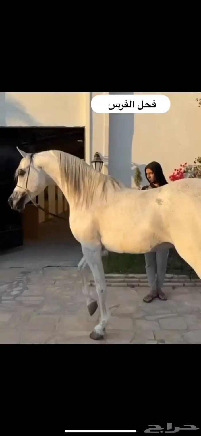 فرس جمال منتجه و تحتها مهرة 5