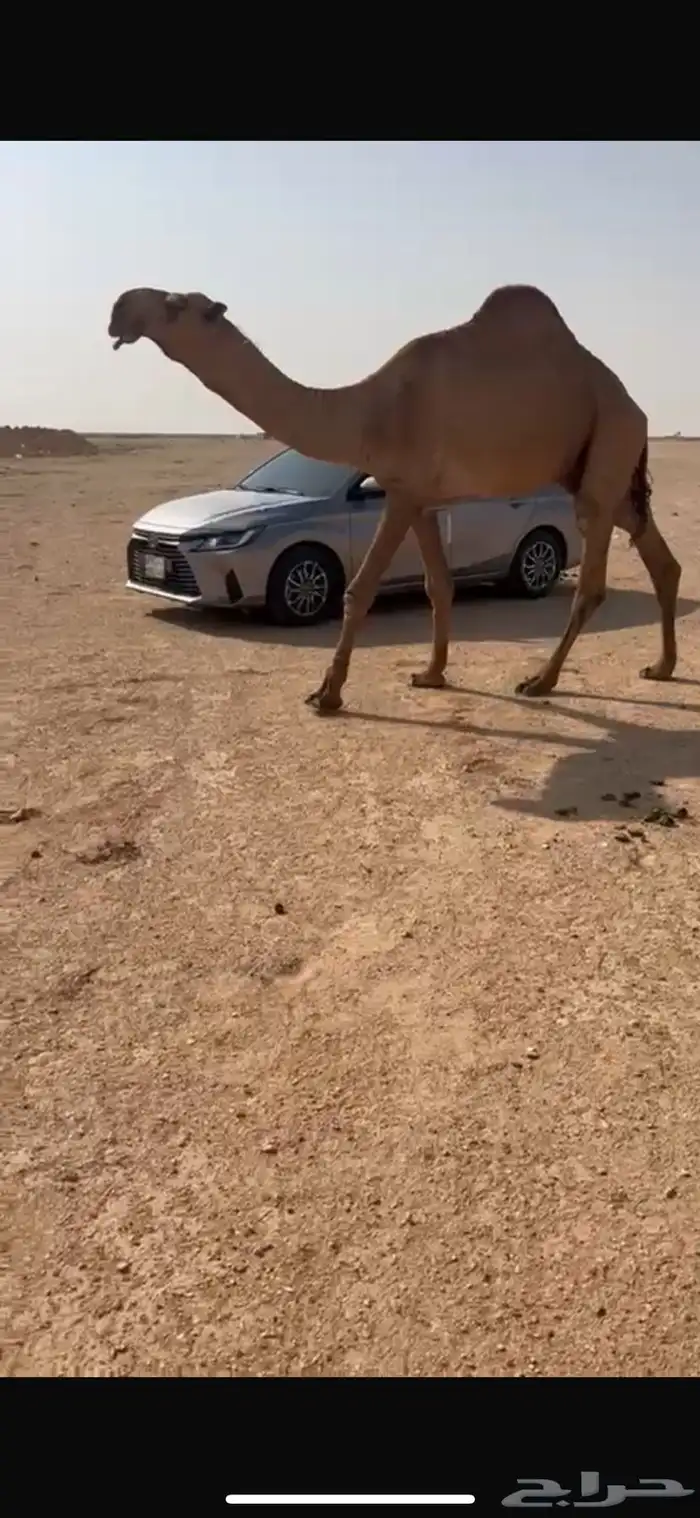 فحل اشعل كفو 0