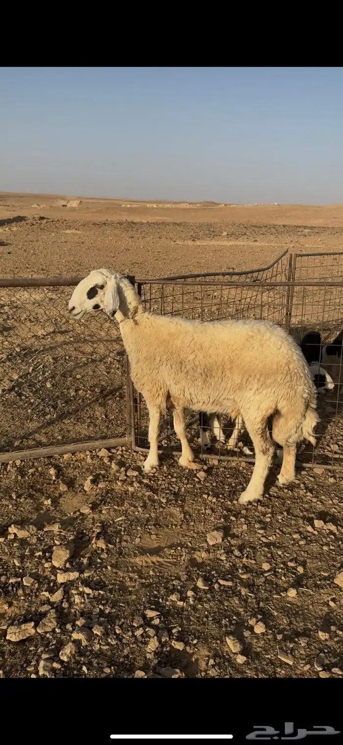 للبيع شاه كفوو 1