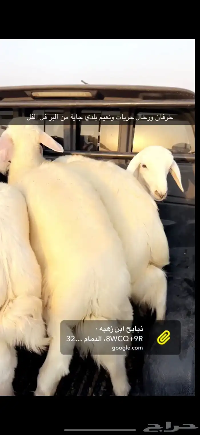 خرفان ورخال حريات 3