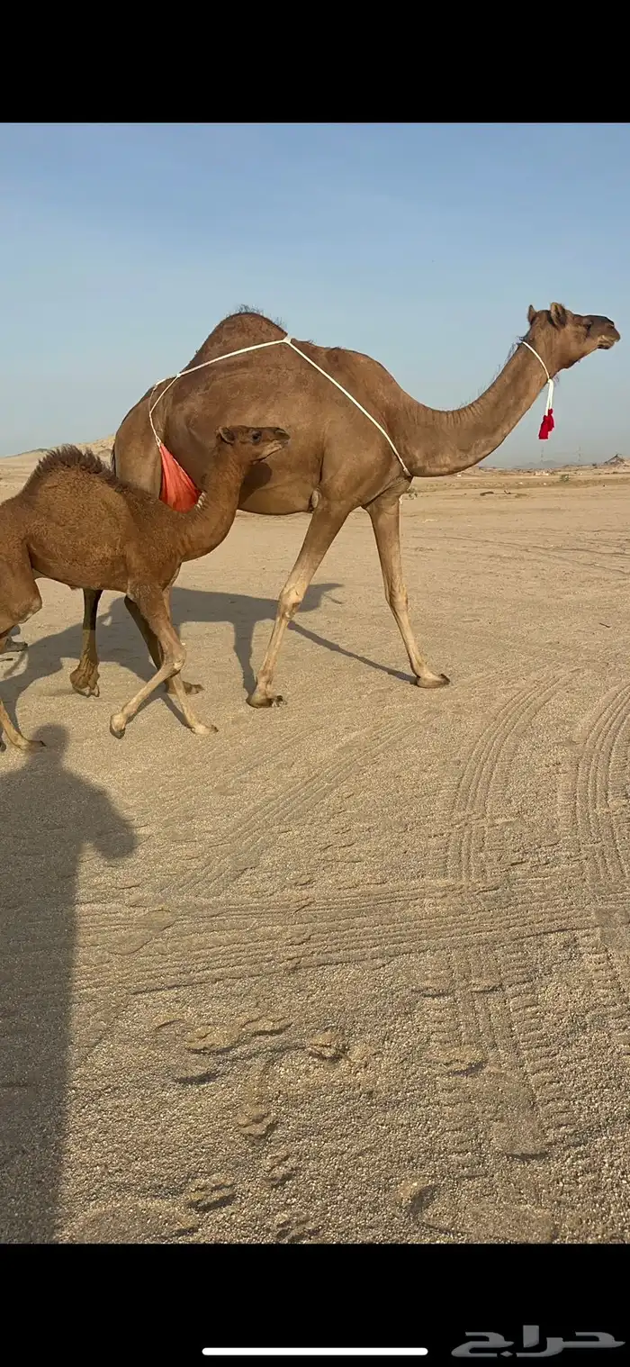 خلفة ساحلية مصغر حمراء 0