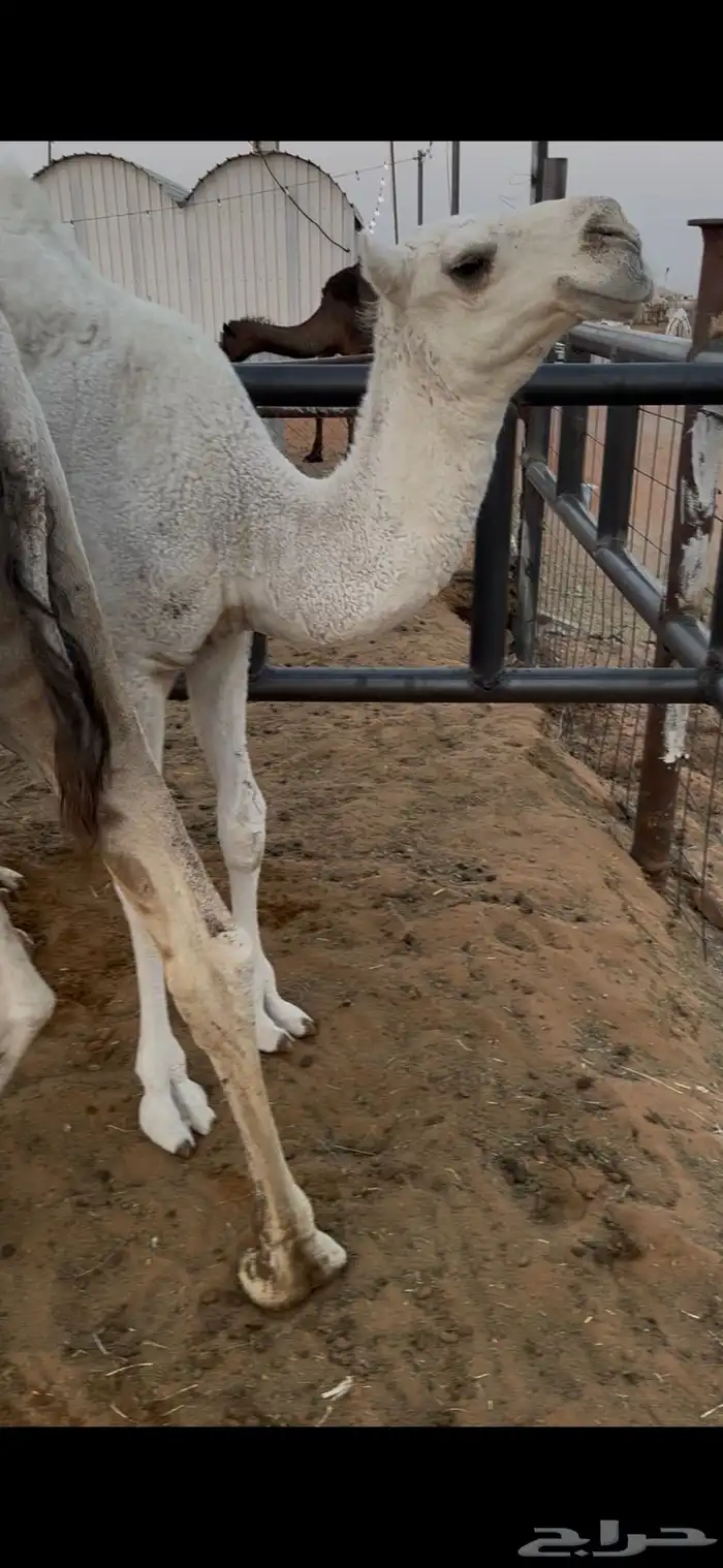 عشرا بكر على جميع الشروط 2