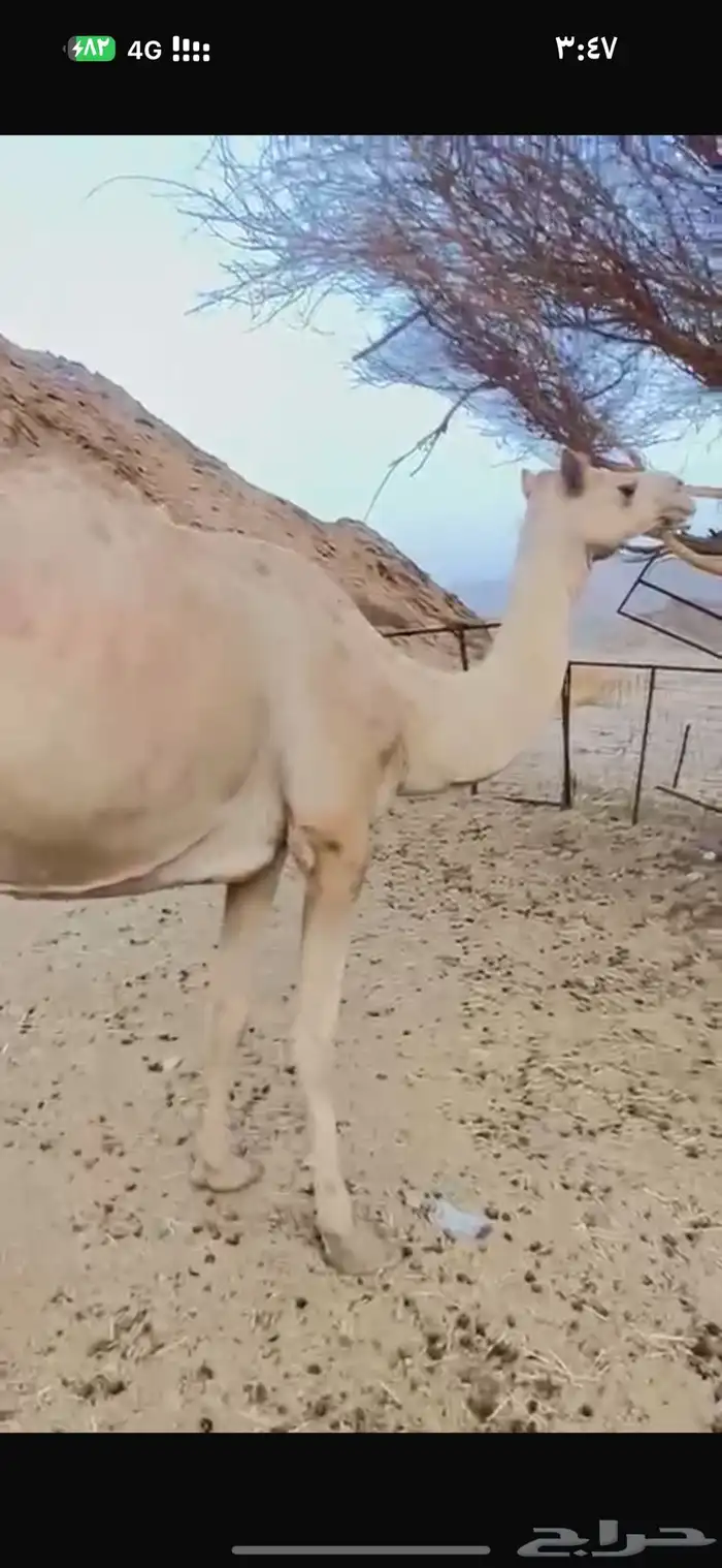 ناقه 0
