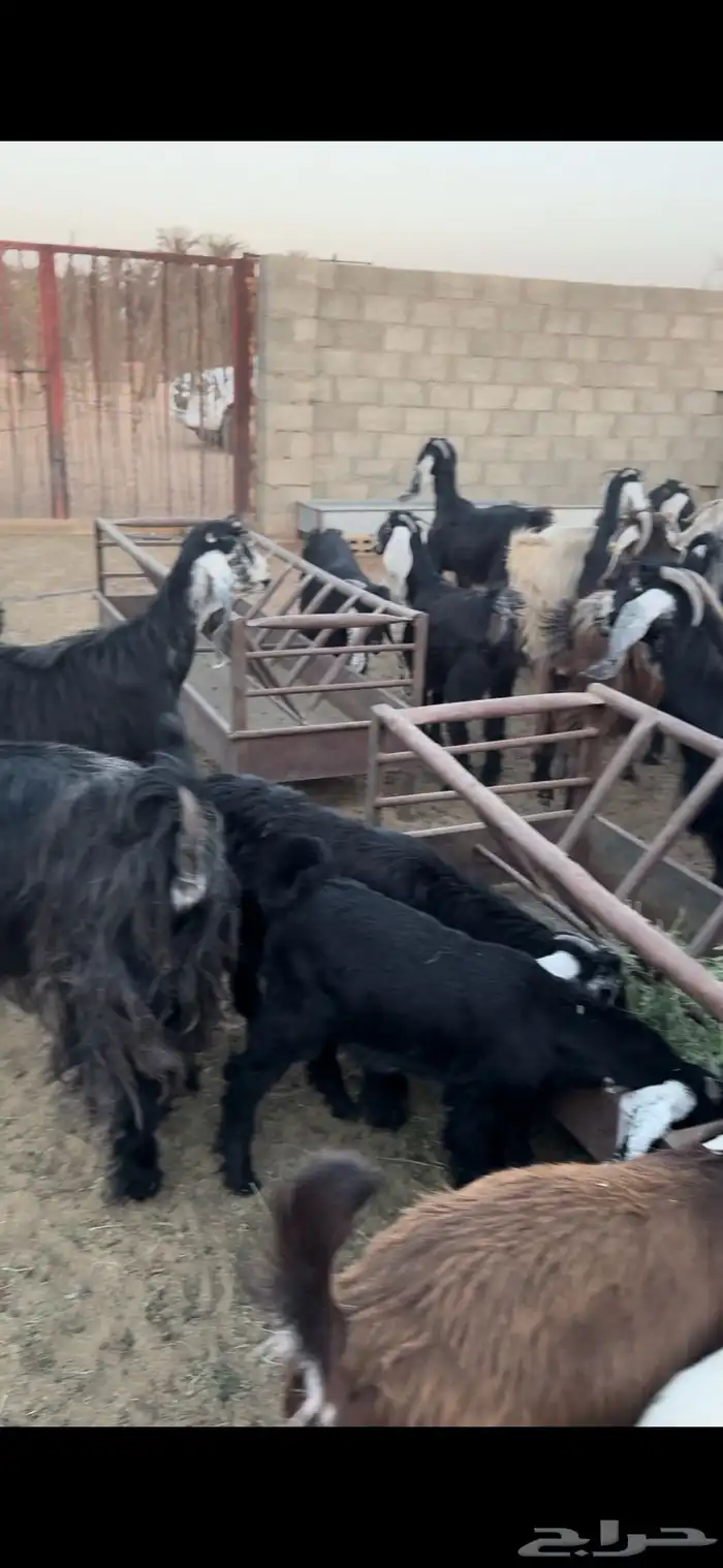 للبيع معزاء عوارض متابيع ودفيع مراح واحد 2