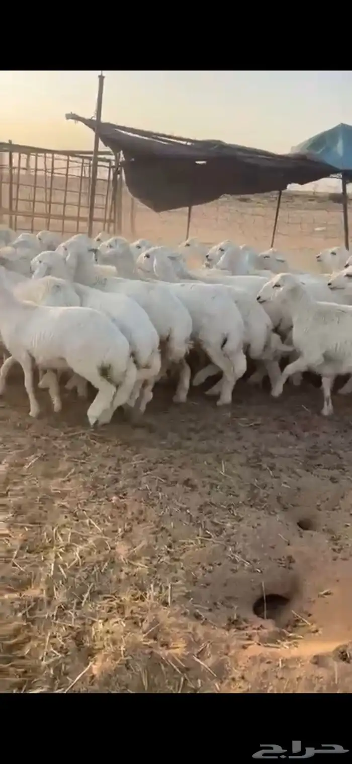 رخال حريات 2