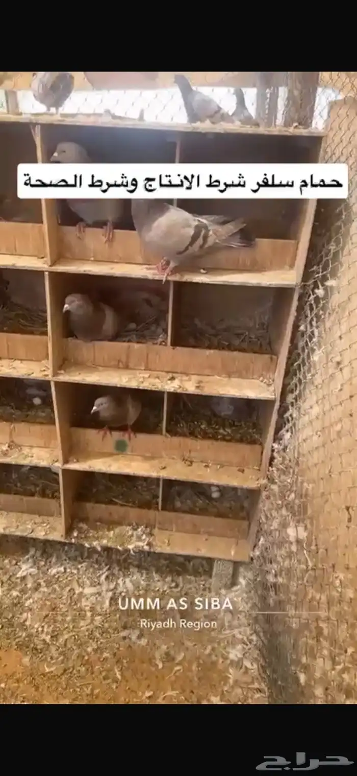 حمام فرنسي لاحم سلفر 2