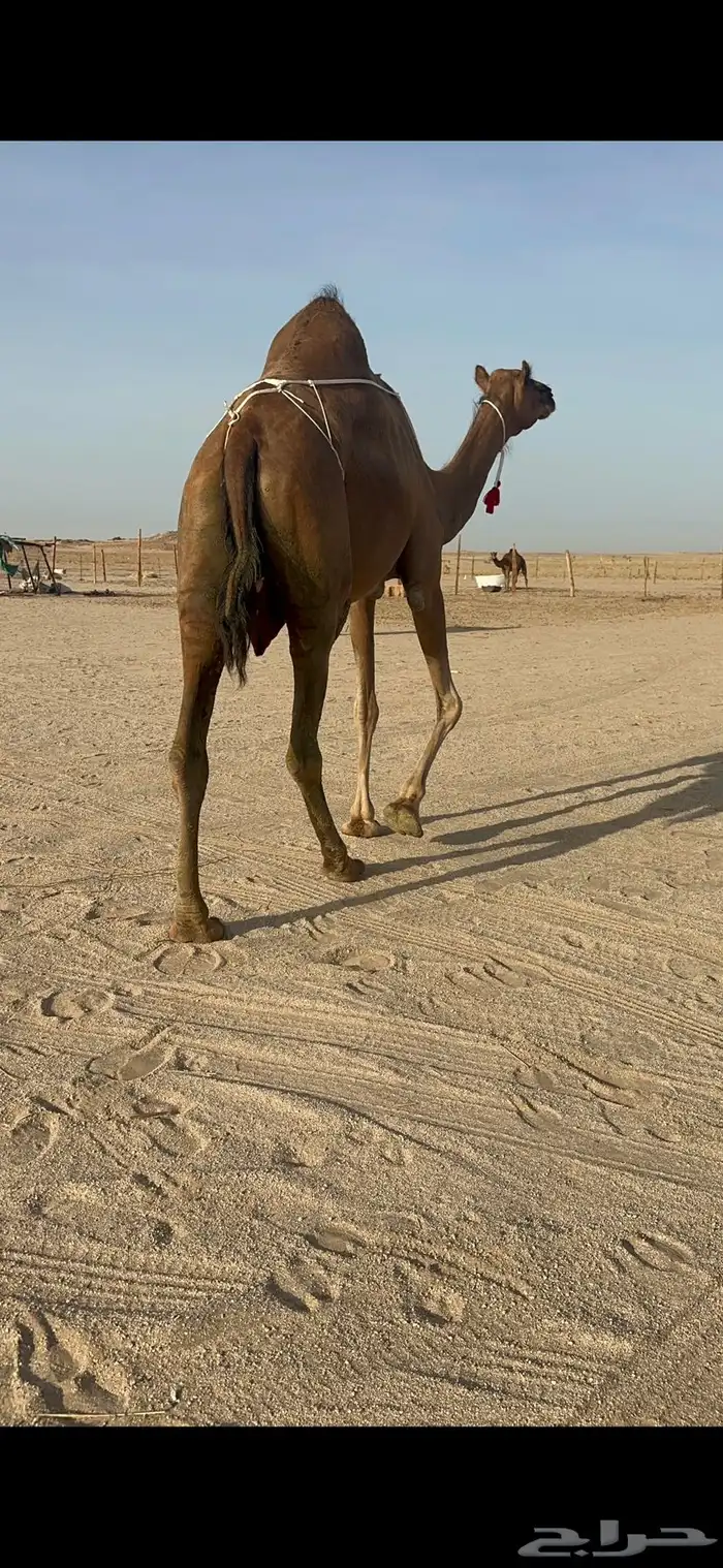 خلفة ساحلية مصغر حمراء 2
