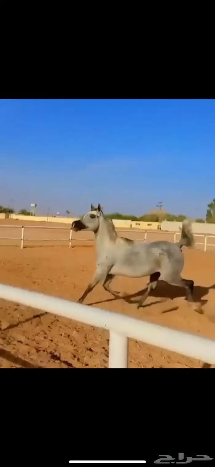 فرس جمال منتجه و تحتها مهرة 6