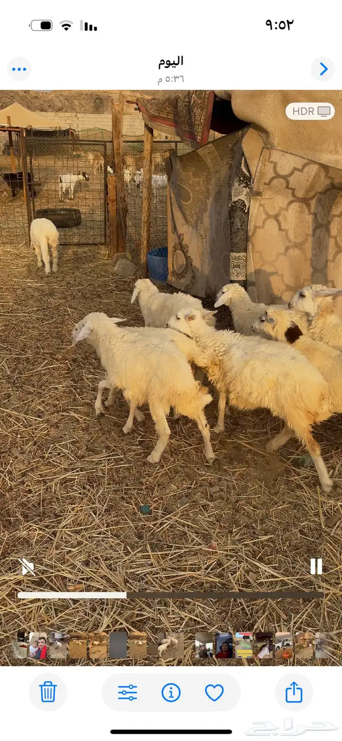 طليان ورخال حري 0