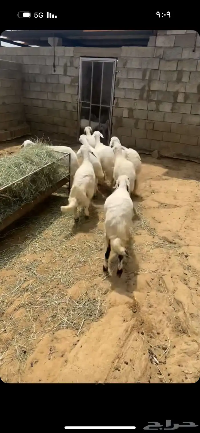 رخال للبيع فل شحم 1