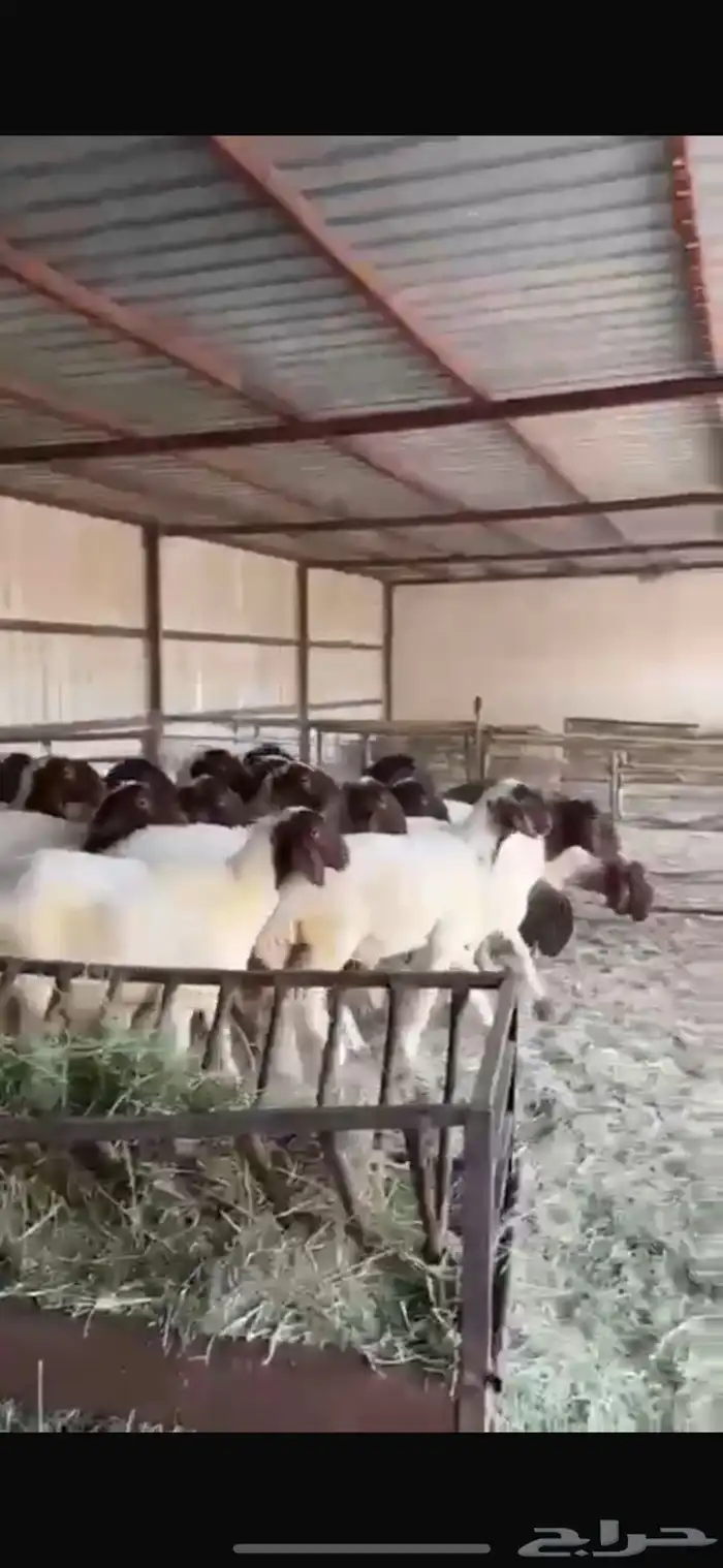 جذعات نعيم صنف للبيع 4