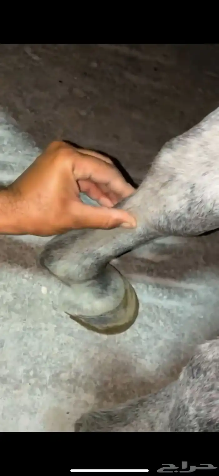 فرس جمال منتجه و تحتها مهرة 20