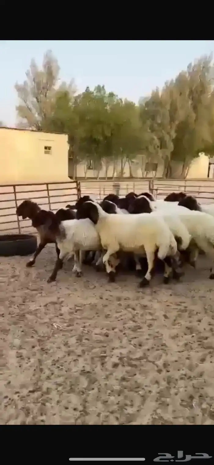 جذعات نعيم صنف للبيع 0