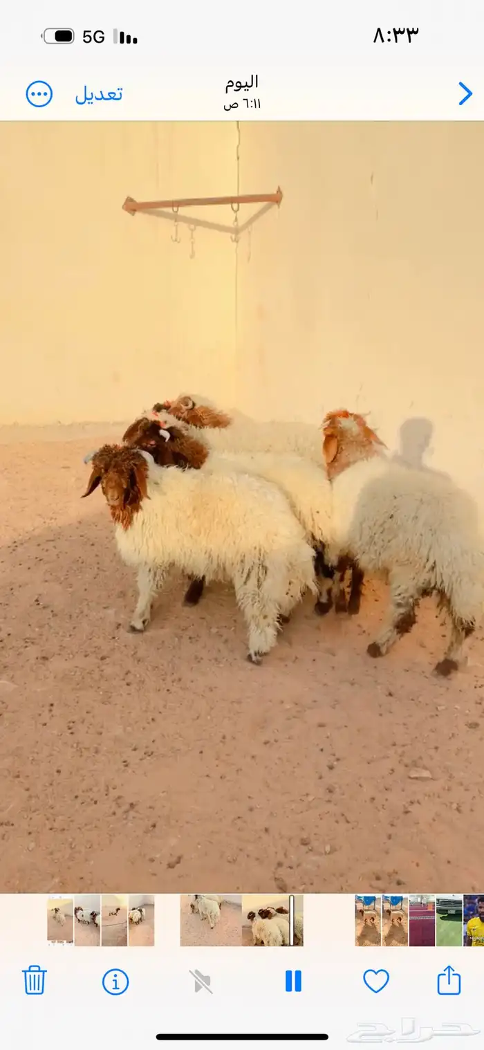 طليان نعيم الريآض حي الشفآء آي مكان نوصل فيه ذبح باقي آثنين 0