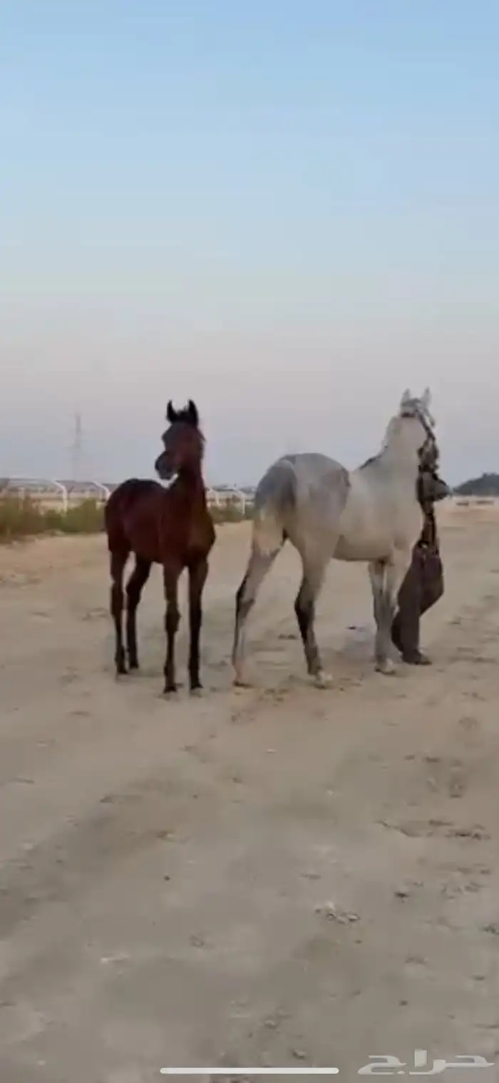 فرس جمال منتجه و تحتها مهرة 8