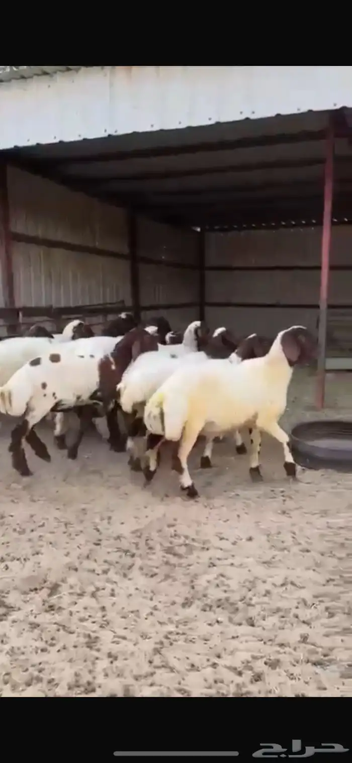 جذعات نعيم صنف للبيع 3