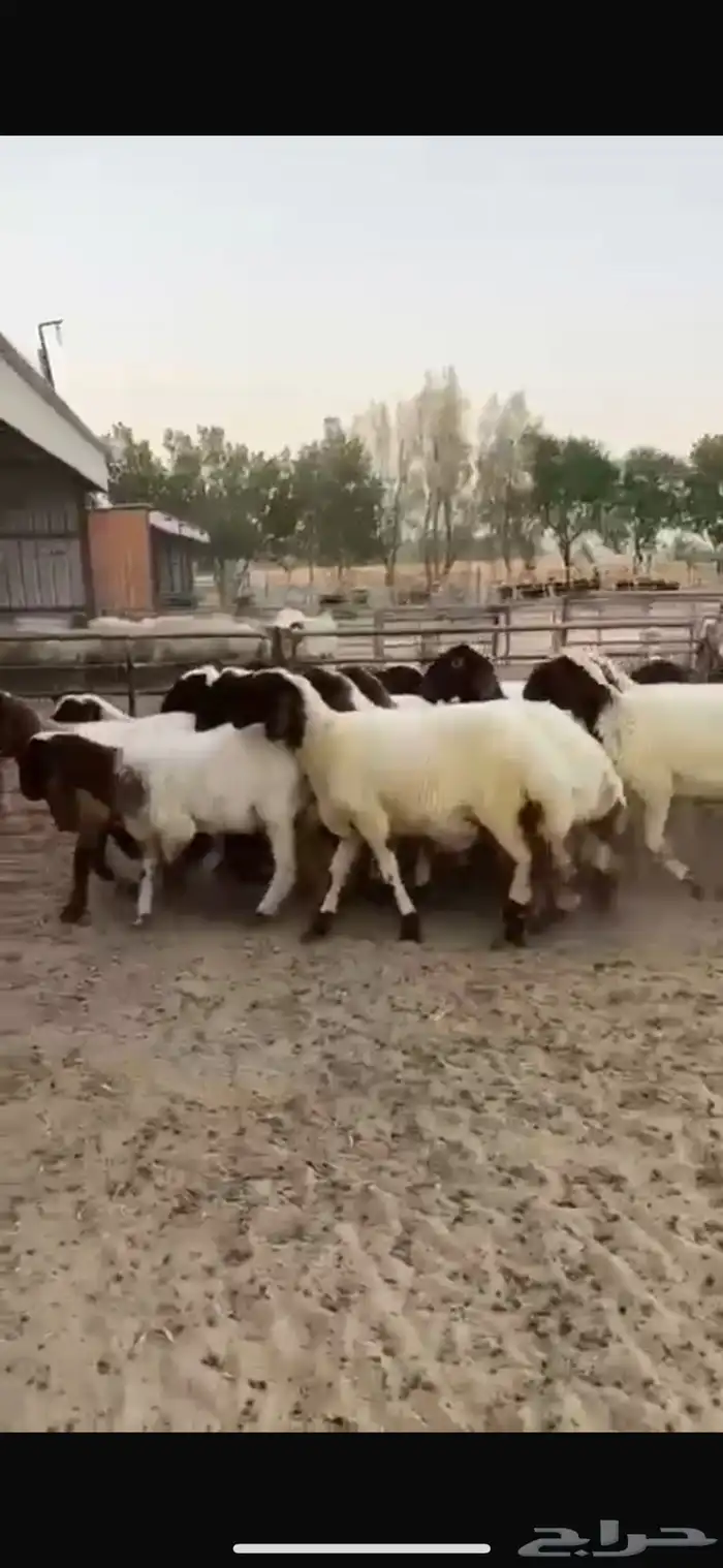 جذعات نعيم صنف للبيع 2