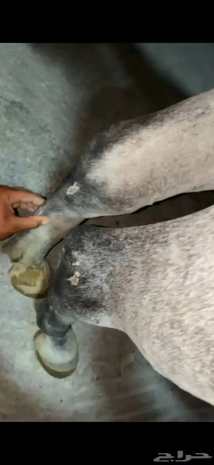 فرس جمال منتجه و تحتها مهرة 18