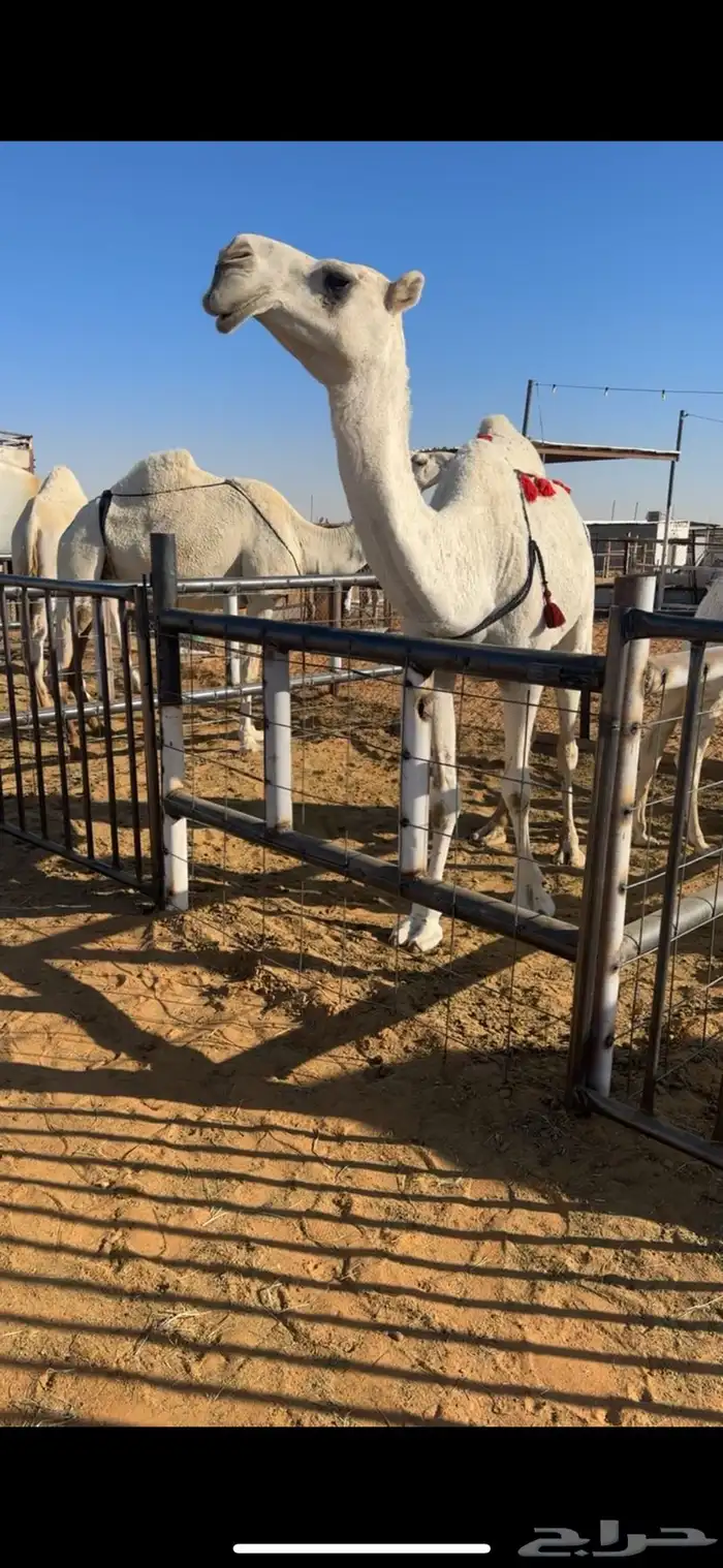 عشرا بكر على جميع الشروط 1