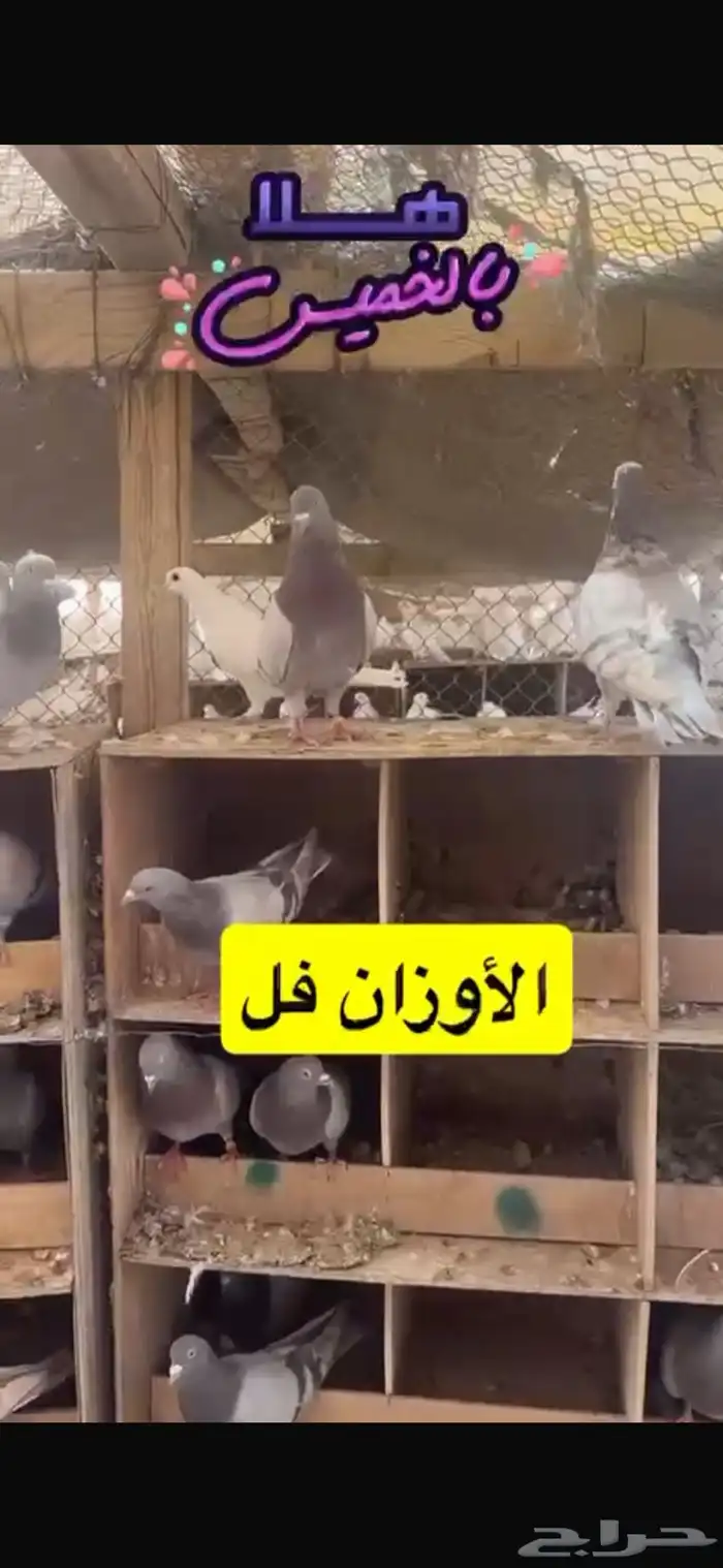 حمام فرنسي لاحم سلفر 19