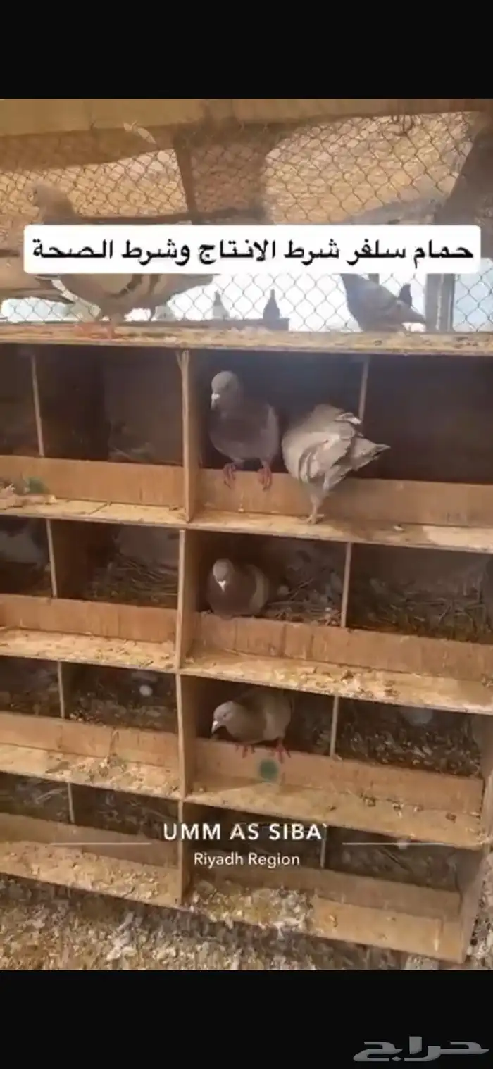 حمام فرنسي لاحم سلفر 3