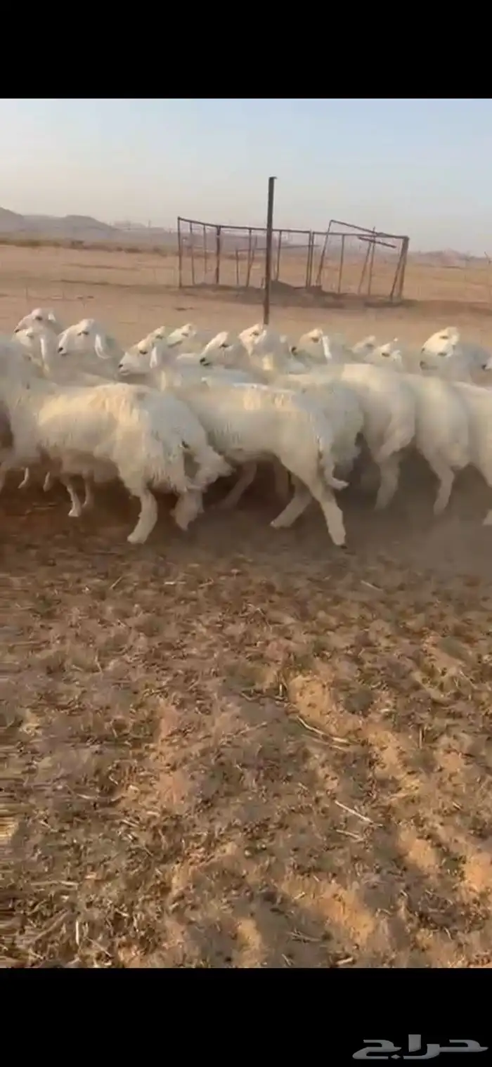 رخال حريات 3