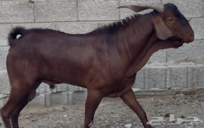 فحل ادهم ادبس رباع 11