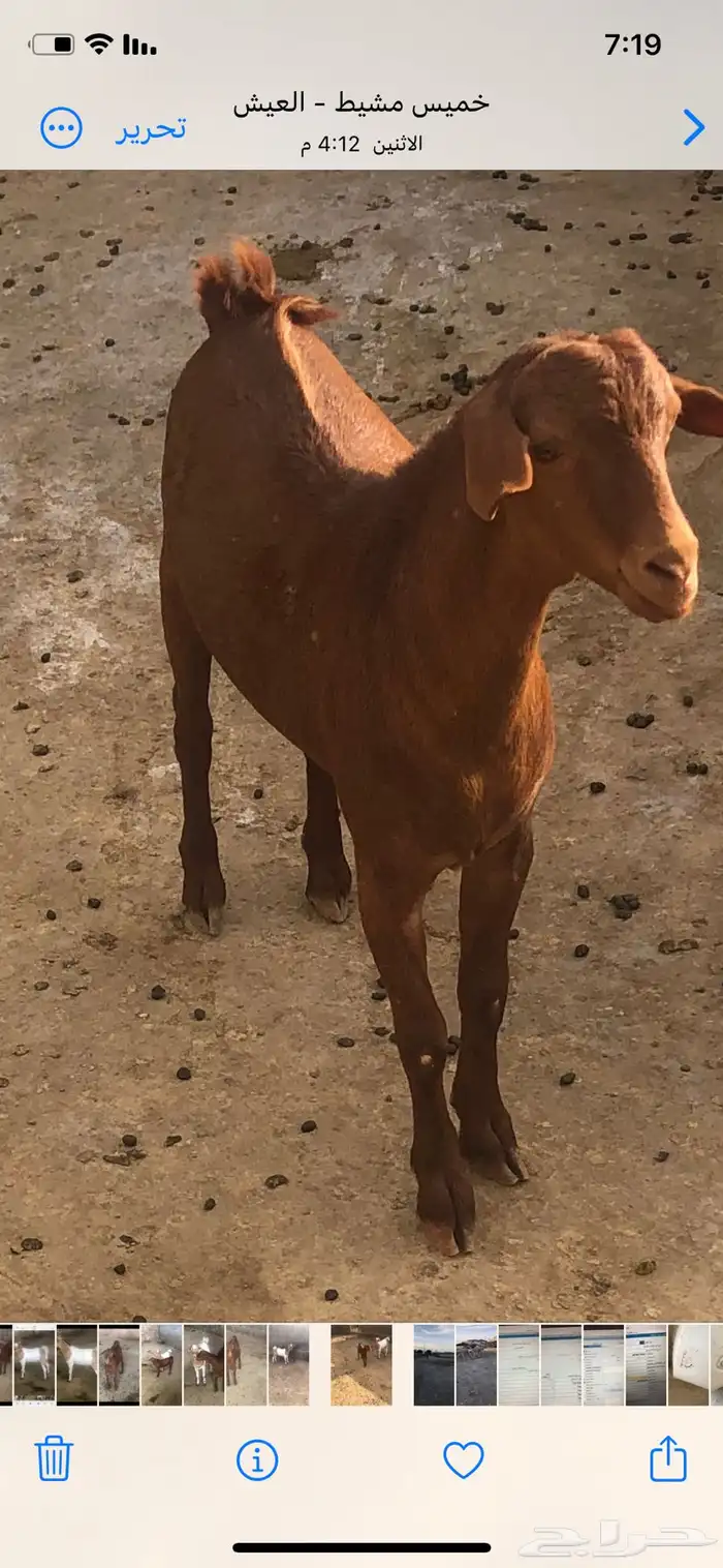 تبس للبيع 0