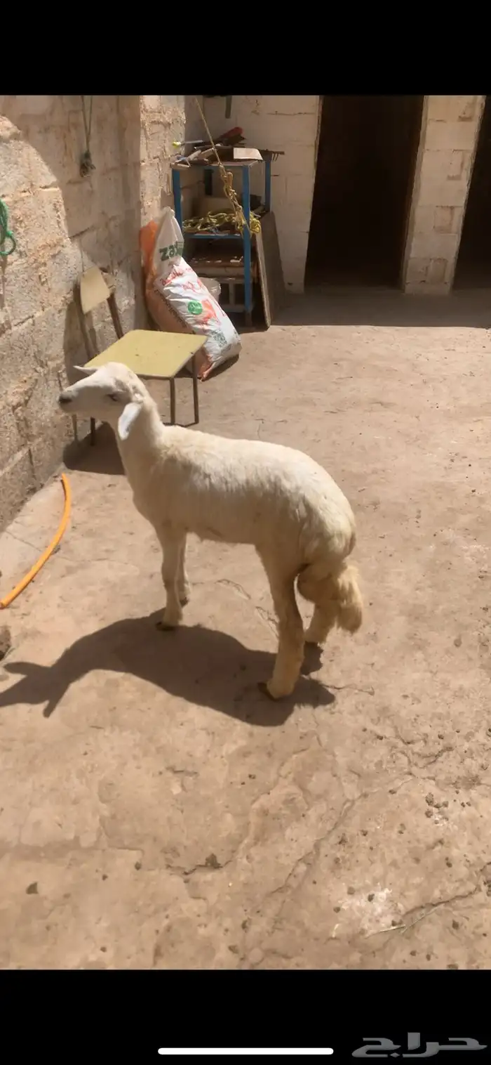 رخل للبيع كفو 1