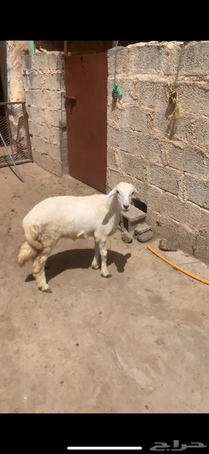 رخل للبيع كفو 0