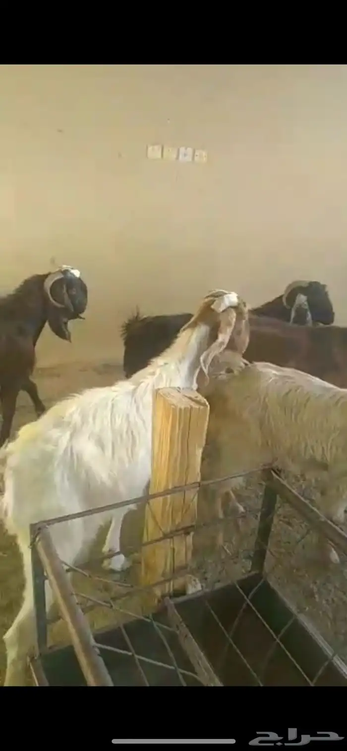 معزا مشاريك وحده عرضيه الاسنان سدس و ثني و جذع و جفره عمرها 1