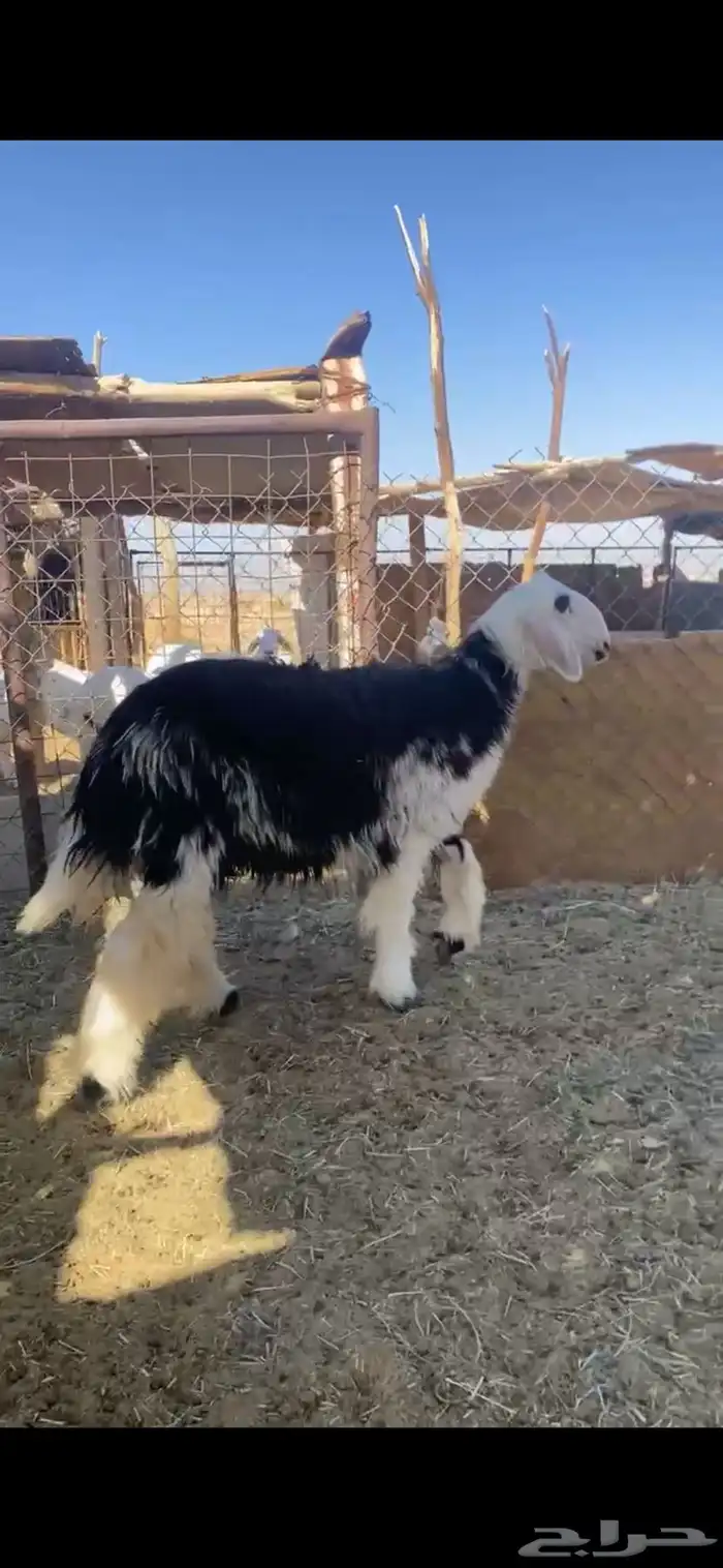 للبيع رخل نجديه 0