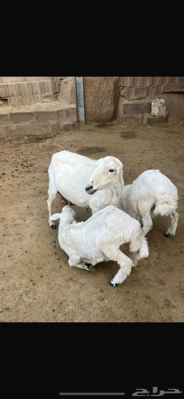 نعجةوالد كفو وشرط 1