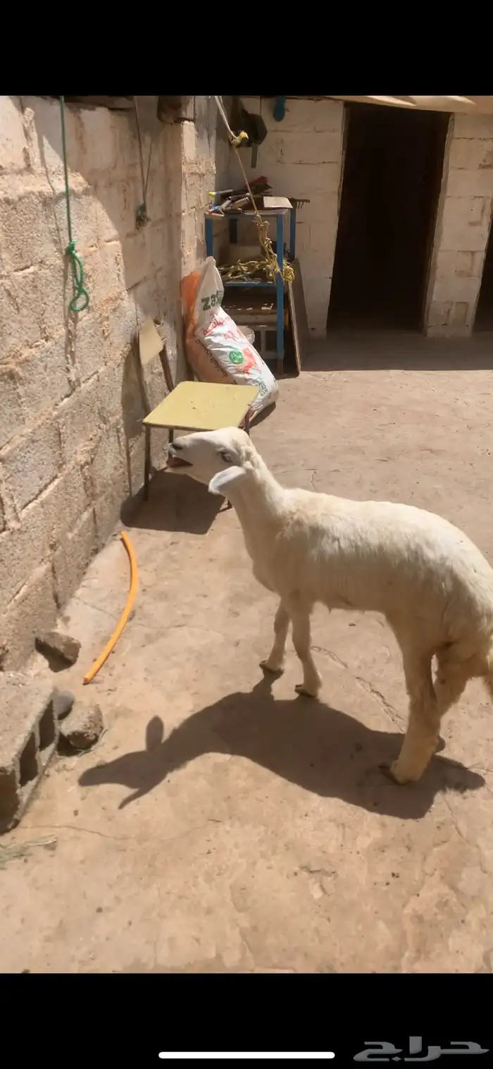 رخل للبيع كفو 2