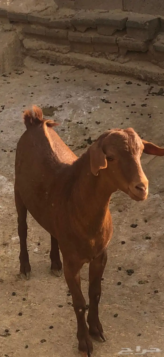تبس للبيع 3