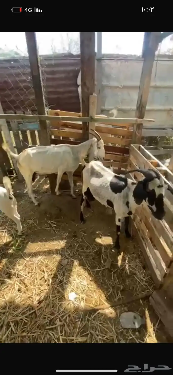 2 غنم للبيع السن لفاف طرا 0
