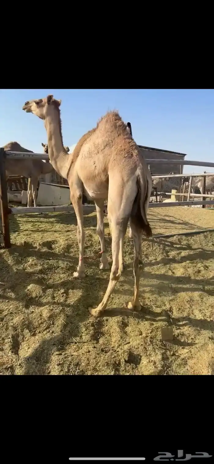 قعود بلدي ارك كفوو 2