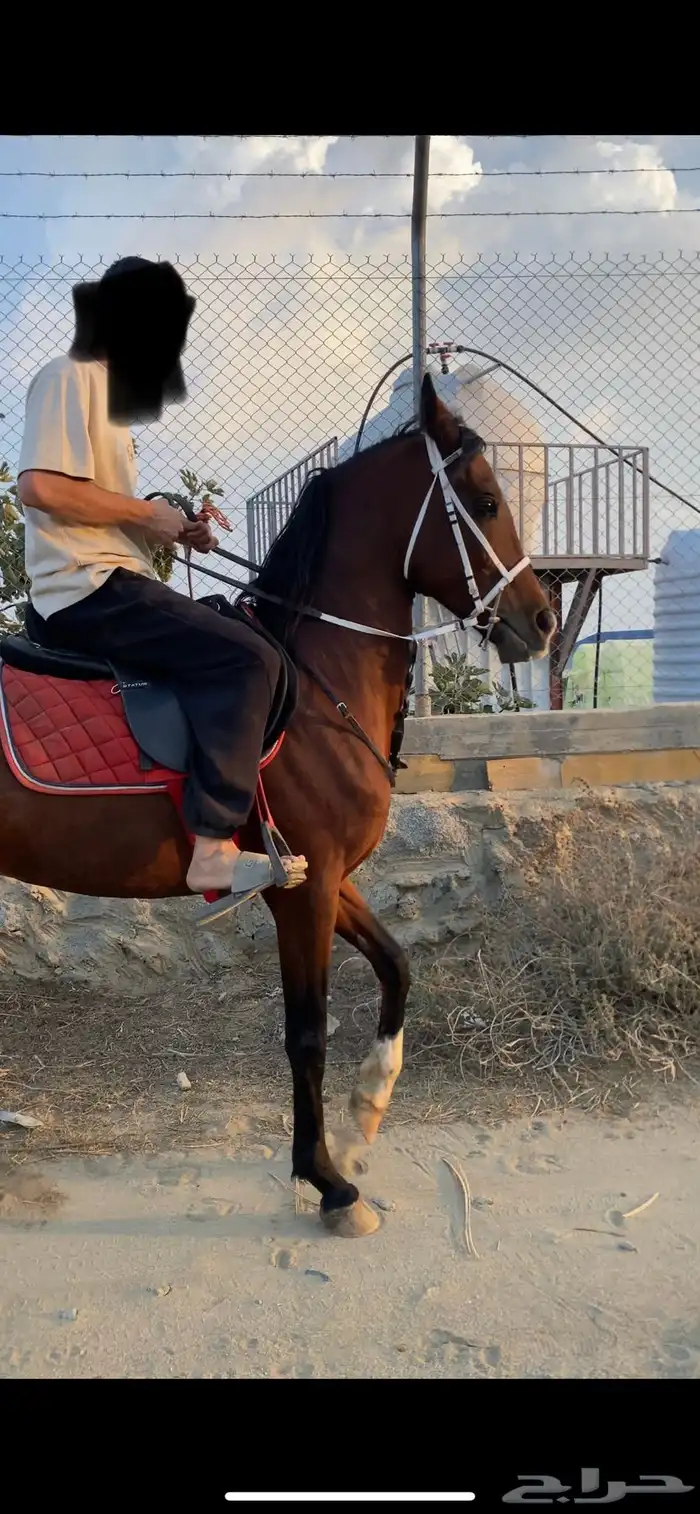 حصان شعبي طرب 1