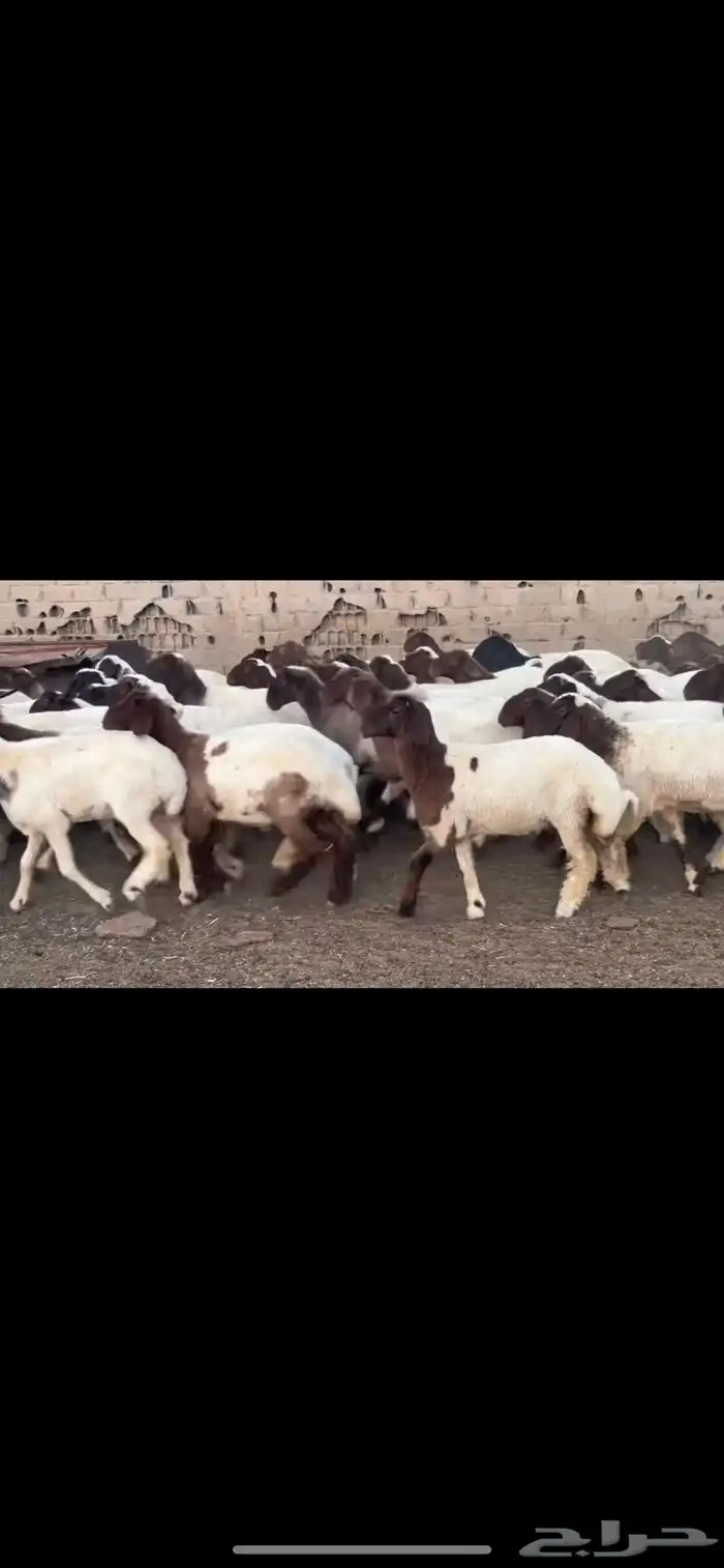 جذعات نعيم مقاني 2