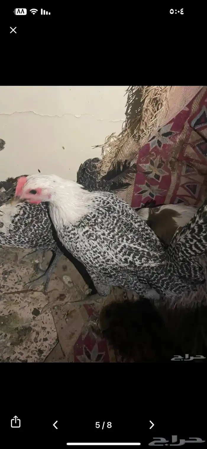 دجاج فيومي شرط بياض ضمام اسبوعين الديك ابيض في اسود قوي 0