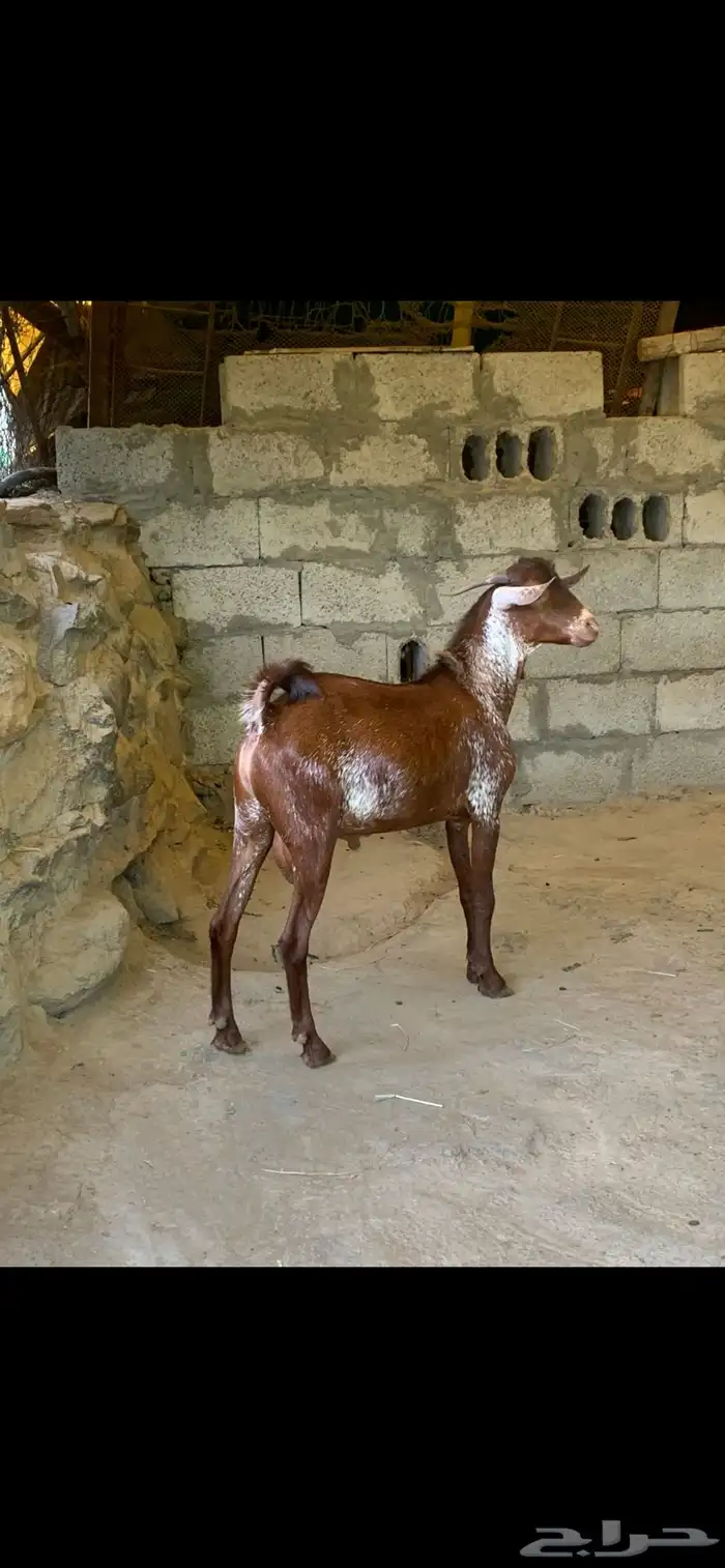 تيس اوشح 1
