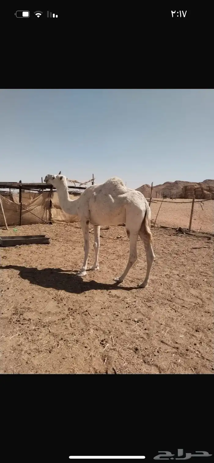 ناقه ضروبه شاق 0