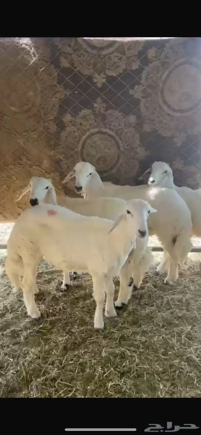 4 طليان فل الفل للبيع 0